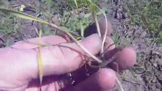 How to count Wheat Tillers