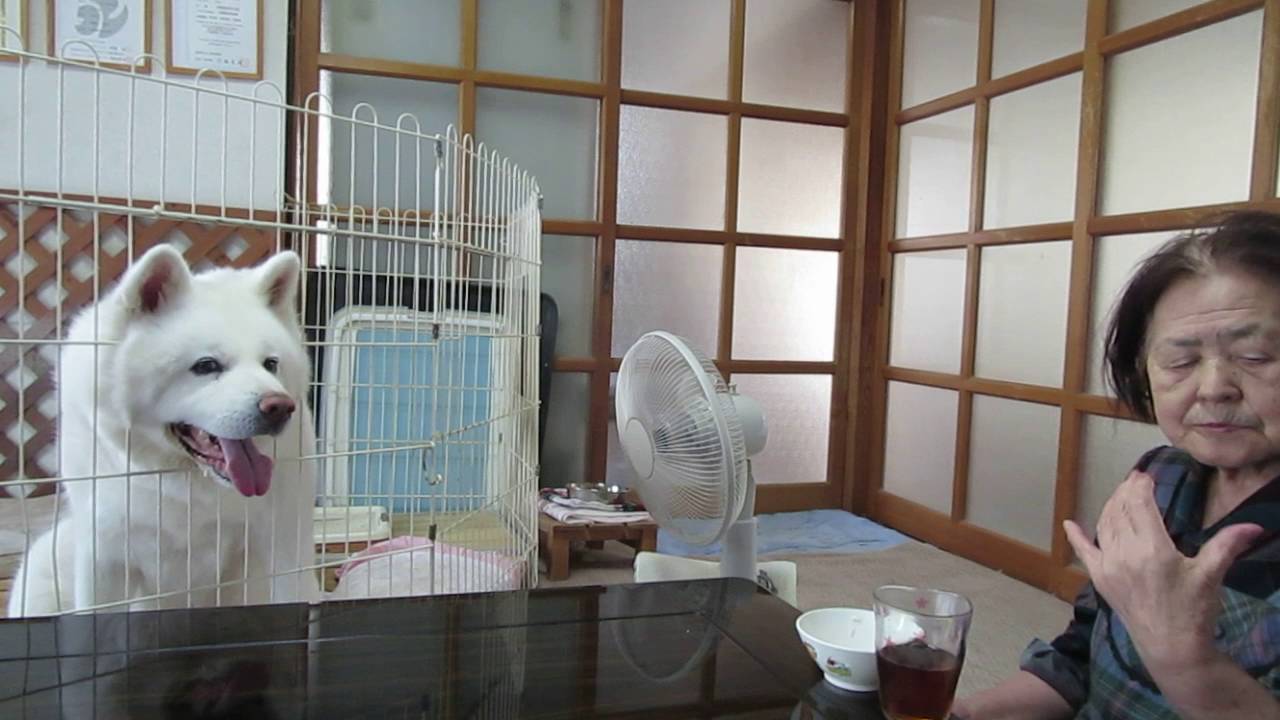 秋田犬げんきの飼い主は誰 年収や仕事 亡くなった真相や現在についても調査 ムービーレンジャー