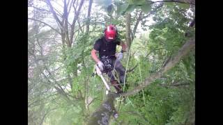 speed lining beech tree   datreesurgeons.co.uk    kent arborist