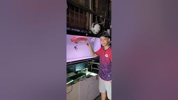 Nuôi huyết long có cần thay nước | cách giúp huyết long lên màu |