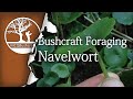 Bushcraft Foraging: Navelwort