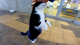 新しい技を完全にマスターしたフェリー乗り場のハチワレ猫ちゃん