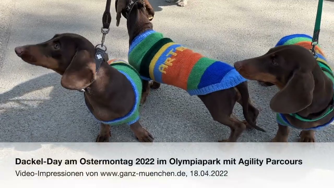 Dackel-Day am Ostermontag 2022 im Olympiapark mit Agility Parcours am 18.04.2022