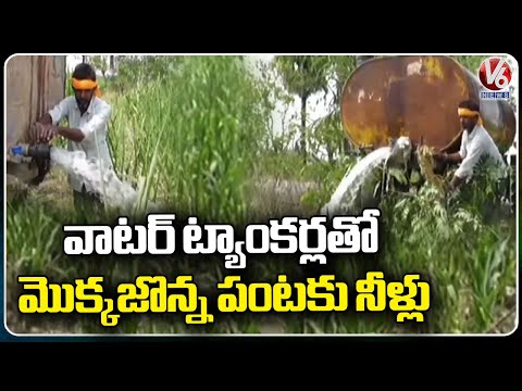 Farmer Using Water Tankers For Crops Due To Water Shortage | Peddapalli District | V6 News - V6NEWSTELUGU