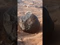 الي اي فصيلة ينتمي هذا الحجر