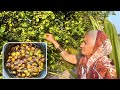 Grandma’s handmade sweet and spicy lemon pickle आजीच्या हातचं लिंबाचं लोणचं village cooking channel