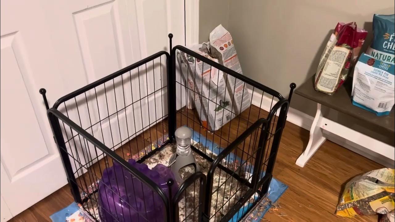 November 8, 2023 bowtie, trying to play with guinea pig YouTube