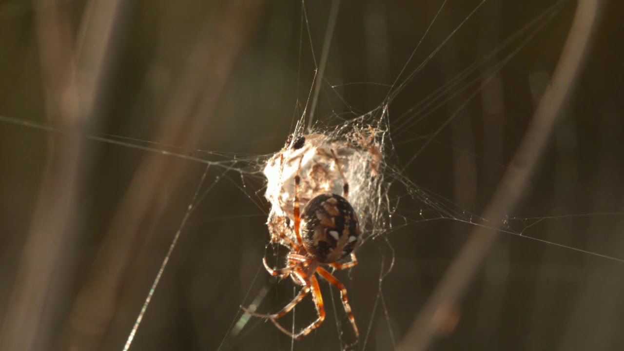PEQUEÑAS CRIATURAS DE CHILE: LAS AVISPAS CAZADORAS DE ARAÑAS