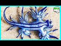 Dragón Azul Así Es Su Veneno - 100%JC