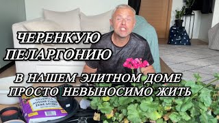 видео: Соседи переср@лись в хлам. Соседка Мария не вынесла эмоционального давления, а у меня цветочки.  картинка: Соседи переср@лись в хлам. Соседка Мария не вынесла эмоционального давления, а у меня цветочки.