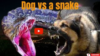 Which Animal Will Win In A Fight Between A Dog And A Snake?