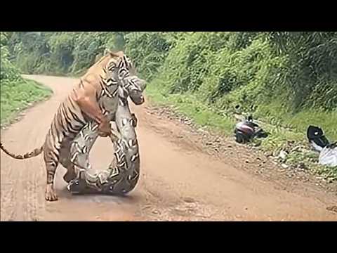 Damn Nature You Scary! Rare Animal Moments Caught On Camera