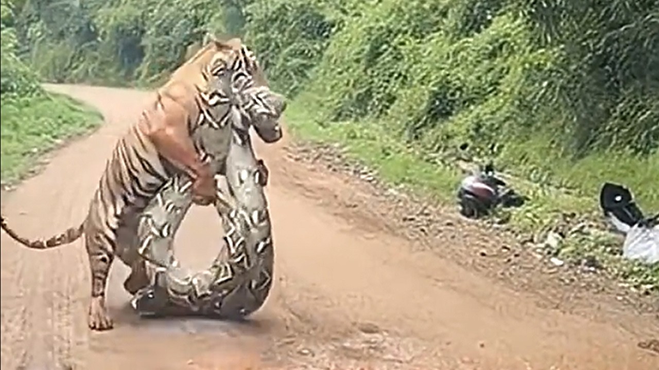 “Wow, Nature is Wild! Unique Animal Encounters Captured on Film” – Video
