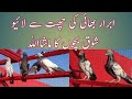 Baby pigeons training live  ibrar bhae rawalpindi  highflyer pigeons union