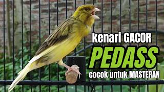 Masteran KENARI GACOR ngeroll panjang,Cuit Cuit Emosi AMPUH bikin kenari nyaut ,Masteran MURAI BATU