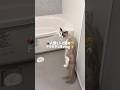 🤷‍♀️人間2人と猫の😾ドタバタ1日vlog🏡