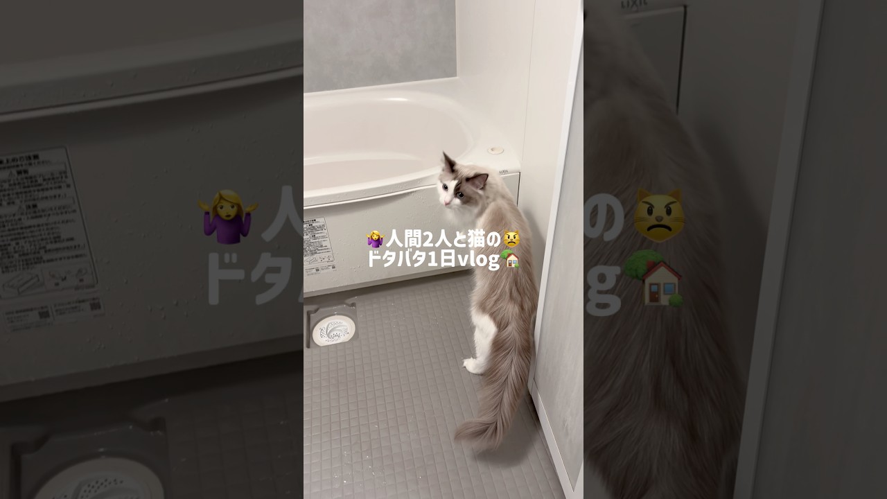 🤷‍♀️人間2人と猫の😾ドタバタ1日vlog🏡