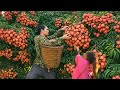 Harvesting lychees and zucchini to sell at the market - Grilling pork belly over charcoal, farm life