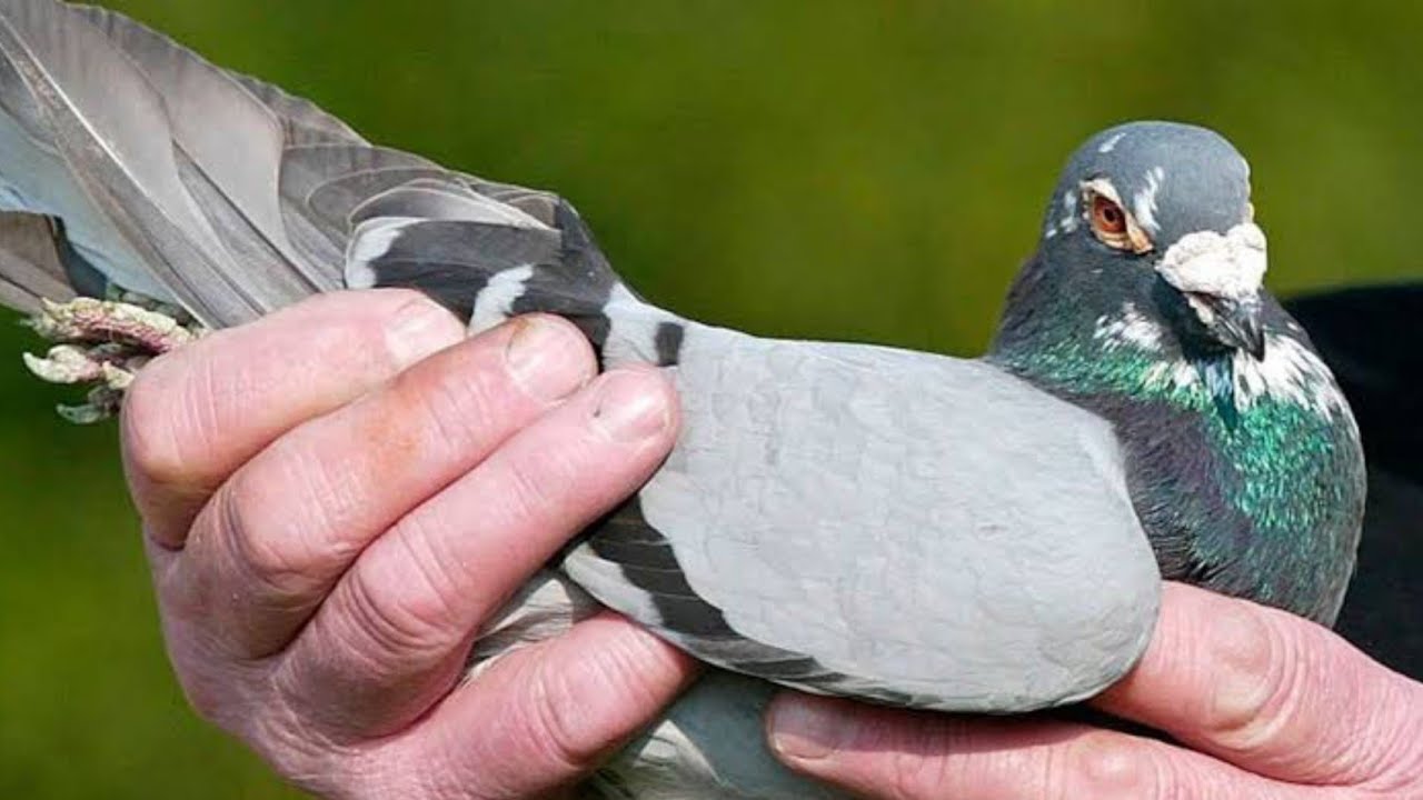 Blue Pied Long distance Racing Pigeon | Kalapati | Racer pigeon - YouTube