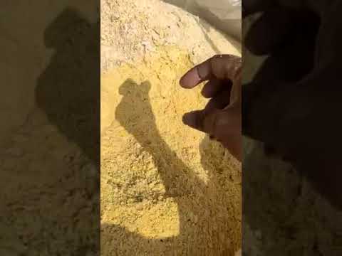 Ampok Jagung