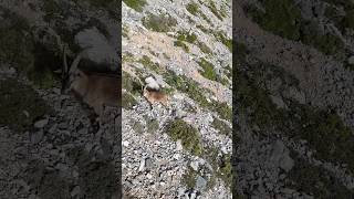 Αγρίμια  #σφακια #κρήτη #ελλαδα #greece #nature #shorts #mountains #dji #drone