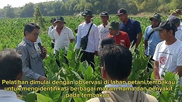 Pelatihan PHT (Pengendalian Hama Terpadu) Tanaman Tembakau . kerenn