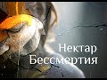 Нектар стоп Господа - Нисаргадатта Махарадж. Нектар Бессмертия