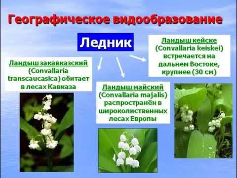 Выбери примеры географического видообразования