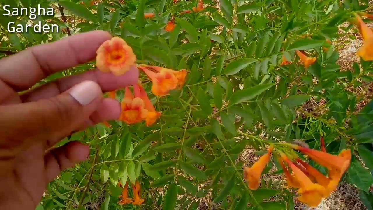 Tecoma plant!!Red tecoma tree