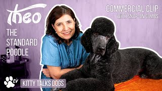 Kitty Talks Dogs - Grooming Theo The Standard Poodle With Snap-On-Combs by Transgroom TV 27,347 views 11 months ago 1 hour, 17 minutes