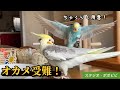 オカメ受難！　#オカメインコ　#コザクラインコ #セキセイインコ