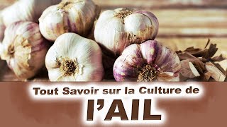 Tout savoir sur la culture de l'AIL : de la plantation à la récolte