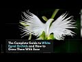 Unbelievable secret to growing white egret orchids  you wont believe what happens next