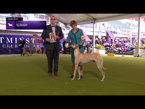 Sloughis | Breed Judging 2024
