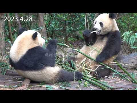 大熊猫香果、热干面、春生、蛋烘糕在二号别墅聚餐的快乐时光