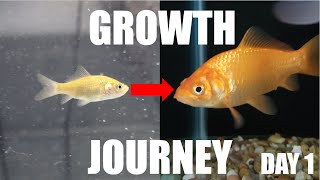 Famous How Big Will These Baby Goldfish Grow?? Net Worth