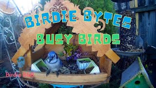 Birdie Bytes -- Busy Birds