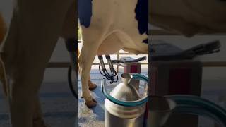 Milking A Cow By A Farm Robot