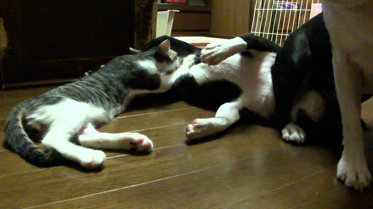 Partouze animalière WTF?