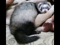 Домик для хорька своими руками.House for a ferret with your own hands.