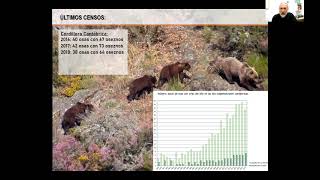 El oso pardo en la Cordillera Cantábrica  Demografía y retos para un futuro   Luis Fernández