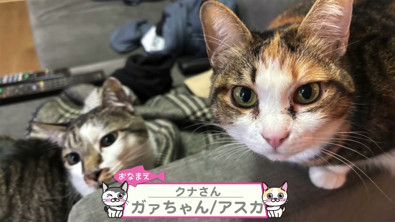 【猫動画】いつでもどこでも!カワイイニャンコ動画!〜にゃんともパレード〜#猫動画#猫#448