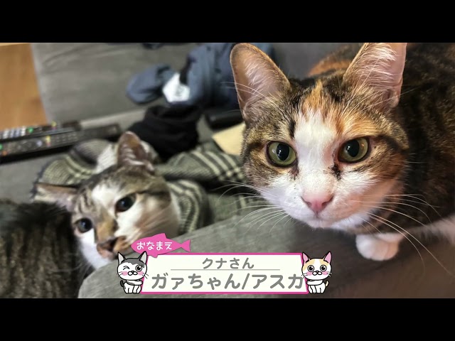 【猫動画】いつでもどこでも！カワイイニャンコ動画！〜にゃんともパレード〜#猫動画#猫#448