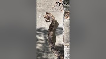 Gopher Snakes Mating Dance in the Wild | Rare Courtship Behavior Caught on Camera