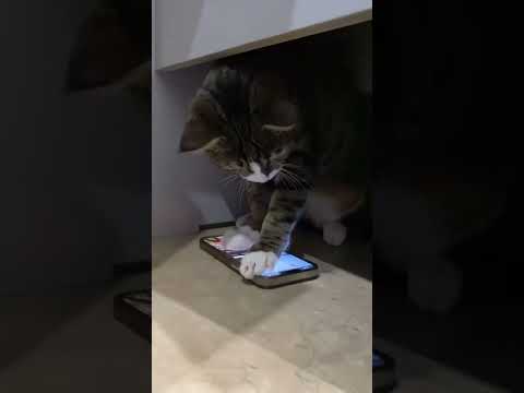 Ce chat veut pécher des poissons mais rien ne va se passer comme prévu ! #cat #cute #funny #cats - Short @Clic-Cats