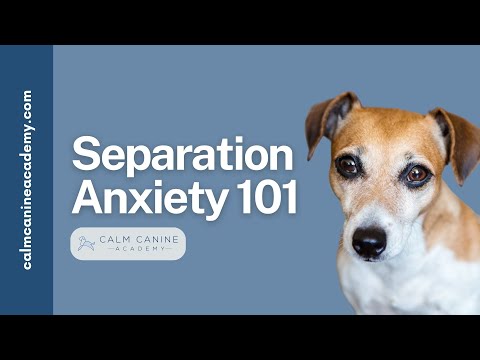 Separation Anxiety: Understanding & Treatment