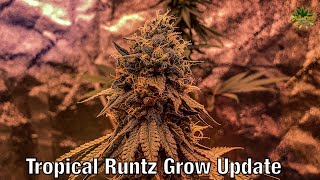 Tropical Runtz Grow Update