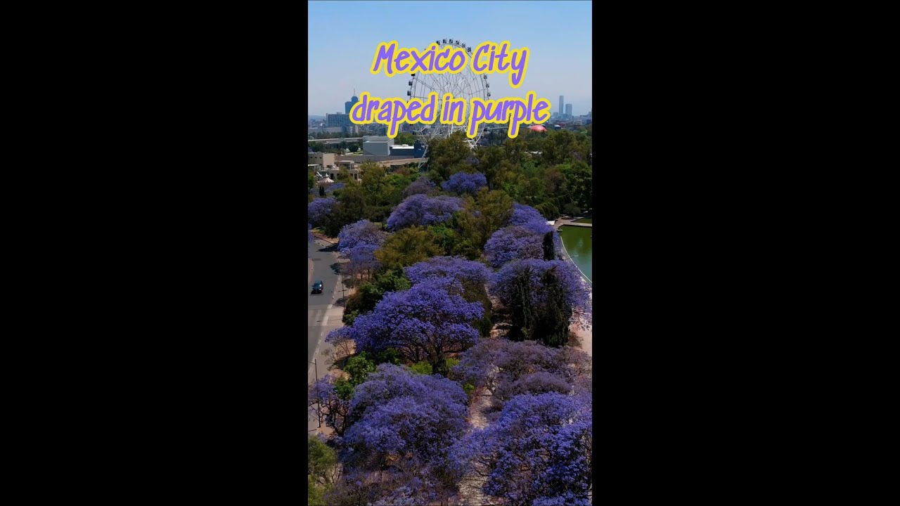 Jacaranda flowers bloom in Mexico City