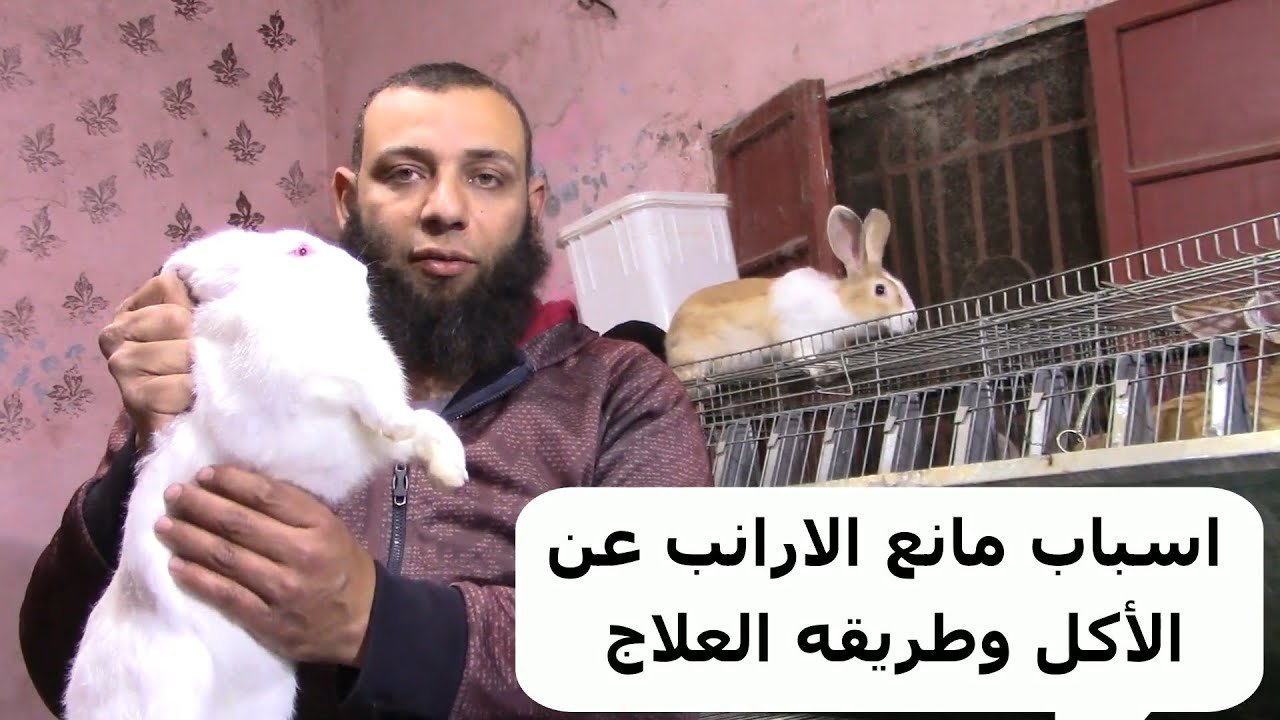 اسباب امتناع الارانب عن  الأكل وطريقه العلاج