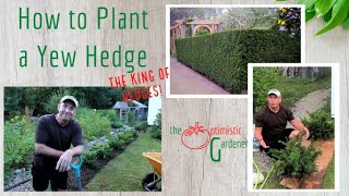 How to Plant a Yew Hedge - The King of Hedges!